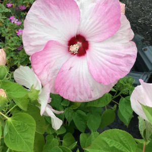 Hardy Hibiscus Moscheutos Live Starter Plant - Rose Mallow Perennial - Zones 5-9 - Image 1