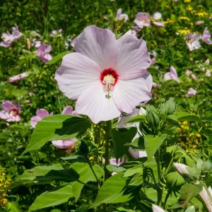 Hardy Hibiscus Moscheutos Live Starter Plant - Rose Mallow Perennial - Zones 5-9 - Image 3