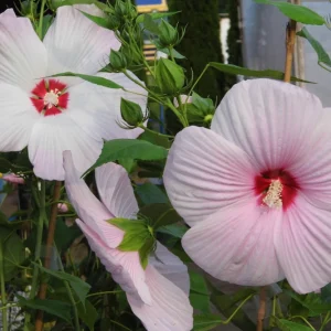 Hardy Hibiscus Moscheutos Live Starter Plant - Rose Mallow Perennial - Zones 5-9 - Image 4
