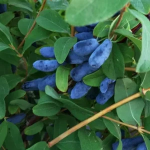 Haskap Berry Plant Aurora - Cold Hardy Honeysuckle Bush, 6-12