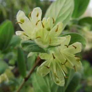 Haskap Berry Plant Aurora - Cold Hardy Honeysuckle Bush, 6-12