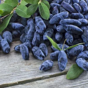 Haskap Berry Plant – Cold Hardy Blue Honeysuckle Bush – Live Plant – 6-12