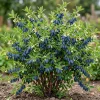Haskap Berry Plant – Cold Hardy Blue Honeysuckle Bush – Live Plant – 6-12" Tall – Zone 3-8 - Image 1