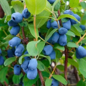 Haskap Berry Plant – Cold Hardy Blue Honeysuckle Bush – Live Plant – 6-12