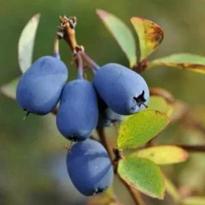 Haskap Berry Plant – Cold Hardy Blue Honeysuckle Bush – Live Plant – 6-12