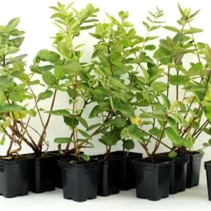 Haskap Berry Plant – Cold Hardy Blue Honeysuckle Bush – Live Plant – 6-12