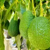 Hass Avocado Tree Live Plant – 1ft Fruit Seedling – Grow Your Own Avocados - Image 1