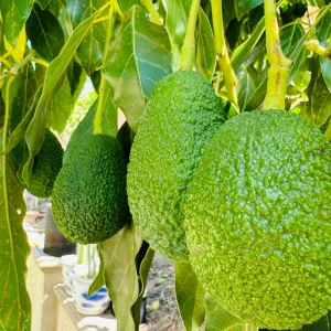 Hass Avocado Tree Live Plant – 1ft Fruit Seedling – Grow Your Own Avocados - Image 1
