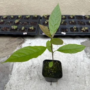 Hass Avocado Tree Live Plant – 1ft Fruit Seedling – Grow Your Own Avocados - Image 2