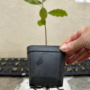 Hass Avocado Tree Live Plant – 1ft Fruit Seedling – Grow Your Own Avocados - Image 3