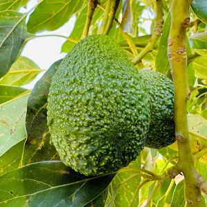 Hass Avocado Tree Live Plant – 1ft Fruit Seedling – Grow Your Own Avocados - Image 4