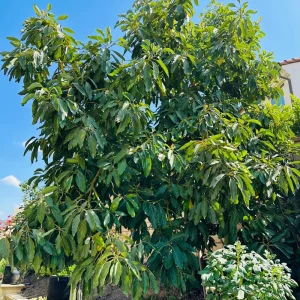 Hass Avocado Tree Live Plant – 1ft Fruit Seedling – Grow Your Own Avocados - Image 5