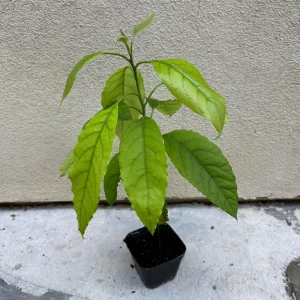 Hass Avocado Tree Live Plant – 1ft Fruit Seedling – Grow Your Own Avocados - Image 6