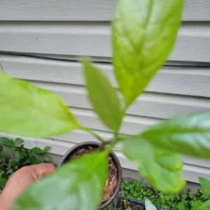 Hass Avocado Tree Live Plant - 6-12 Inches Tall - Fruit Tree - Image 2