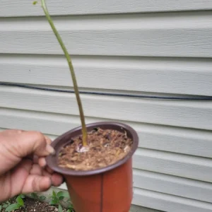 Hass Avocado Tree Live Plant - 6-12 Inches Tall - Fruit Tree - Image 3
