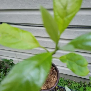 Hass Avocado Tree Live Plant - 6-12 Inches Tall - Fruit Tree - Image 4