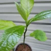 Hass Avocado Tree Live Plant - 6-12 Inches Tall - Fruit Tree - Image 1