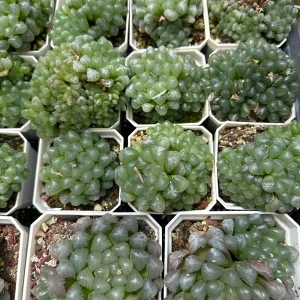 Haworthia Cooperi Succulent Live Plant – 2 inch Potted – Indoor - Image 2