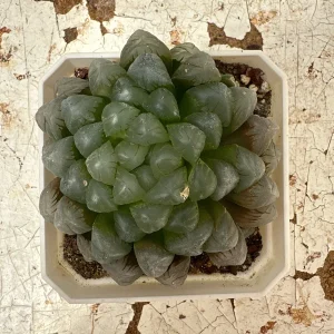 Haworthia Cooperi Succulent Live Plant – 2 inch Potted – Indoor - Image 3