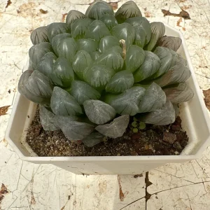 Haworthia Cooperi Succulent Live Plant – 2 inch Potted – Indoor - Image 4
