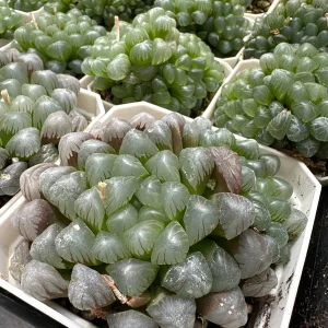 Haworthia Cooperi Succulent Live Plant – 2 inch Potted – Indoor - Image 5