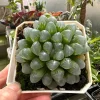 Haworthia Cooperi Succulent Live Plant – 2 inch Potted – Indoor - Image 1
