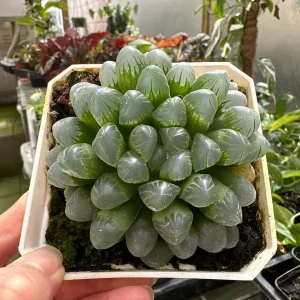 Haworthia Cooperi Succulent Live Plant – 2 inch Potted – Indoor - Image 1