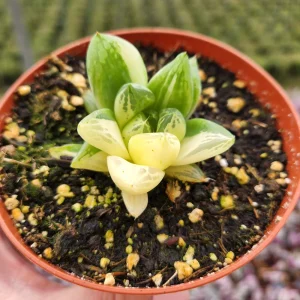 Haworthia Cuspidata Variegata Live Plant – 4 inch Potted Variegated Indoor Succulent - Image 2