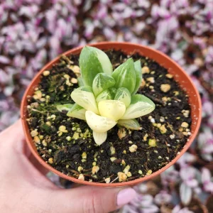 Haworthia Cuspidata Variegata Live Plant – 4 inch Potted Variegated Indoor Succulent - Image 3