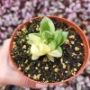 Haworthia Cuspidata Variegata Live Plant – 4 inch Potted Variegated Indoor Succulent - Image 1