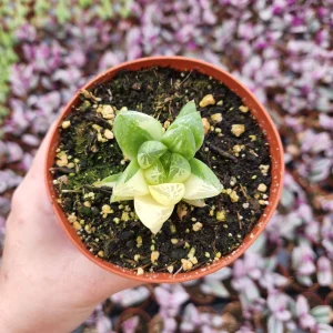 Haworthia Cuspidata Variegata Live Plant – 4 inch Potted Variegated Indoor Succulent - Image 4