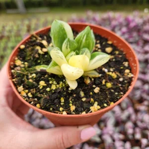 Haworthia Cuspidata Variegata Live Plant – 4 inch Potted Variegated Indoor Succulent - Image 5