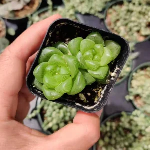 Haworthia cymbiformis var. obtusa Live Plant – 2 inch Pot – Indoor Succulent - Image 2