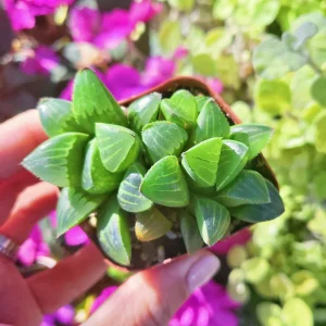 Haworthia Retusa Live Succulent Plant – 2 inch Pot – Low Light Indoor - Image 3