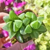 Haworthia Retusa Live Succulent Plant – 2 inch Pot – Low Light Indoor - Image 1