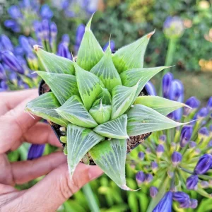 Haworthia Retusa 'White Ghost' Live Succulent Plant – 4 inch Pot – Indoor - Image 2