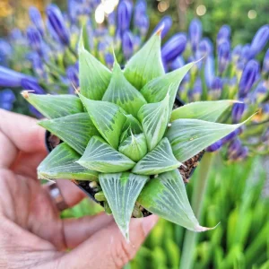 Haworthia Retusa 'White Ghost' Live Succulent Plant – 4 inch Pot – Indoor - Image 3