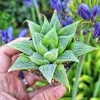 Haworthia Retusa 'White Ghost' Live Succulent Plant – 4 inch Pot – Indoor - Image 1