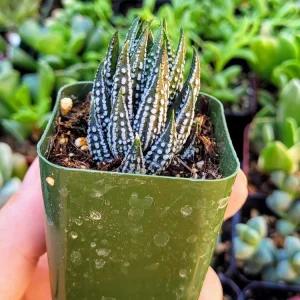 Haworthia Zebra Plant Live Succulent – Small Indoor House Plant in 2 inch Pot - Image 2