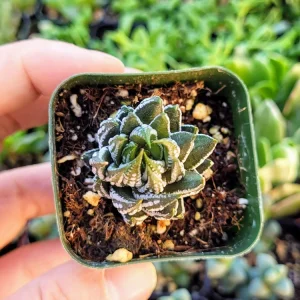 Haworthia Zebra Plant Live Succulent – Small Indoor House Plant in 2 inch Pot - Image 3