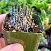 Haworthia Zebra Plant Live Succulent – Small Indoor House Plant in 2 inch Pot - Image 1