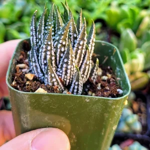 Haworthia Zebra Plant Live Succulent – Small Indoor House Plant in 2 inch Pot - Image 1