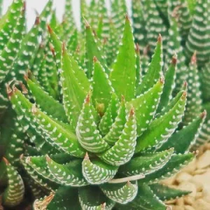 Haworthia Zebra Succulent Live Plant - Starter 3 inch Pot - Indoor - Image 2