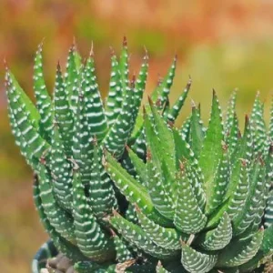 Haworthia Zebra Succulent Live Plant - Starter 3 inch Pot - Indoor - Image 3