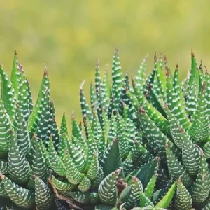 Haworthia Zebra Succulent Live Plant - Starter 3 inch Pot - Indoor - Image 1