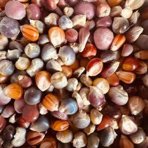 Heirloom Glass Gem Corn Seeds - 50 Count - Rainbow Edible Popcorn & Flour - Image 2