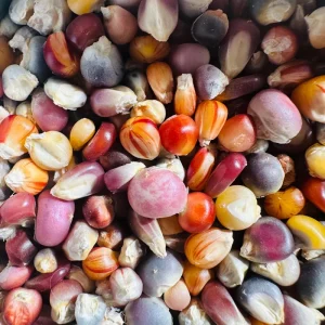 Heirloom Glass Gem Corn Seeds - 50 Count - Rainbow Edible Popcorn & Flour - Image 3