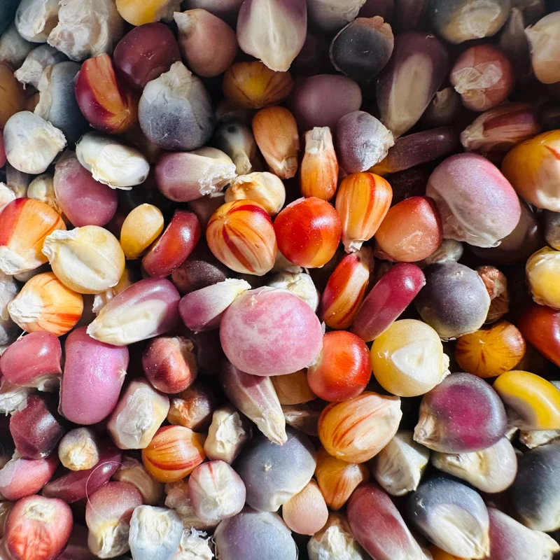 Heirloom Glass Gem Corn Seeds - 50 Count - Rainbow Edible Popcorn & Flour - Image 3