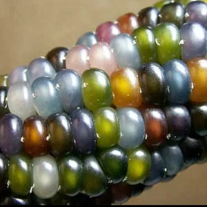 Heirloom Glass Gem Corn Seeds - 50 Count - Rainbow Edible Popcorn & Flour - Image 4