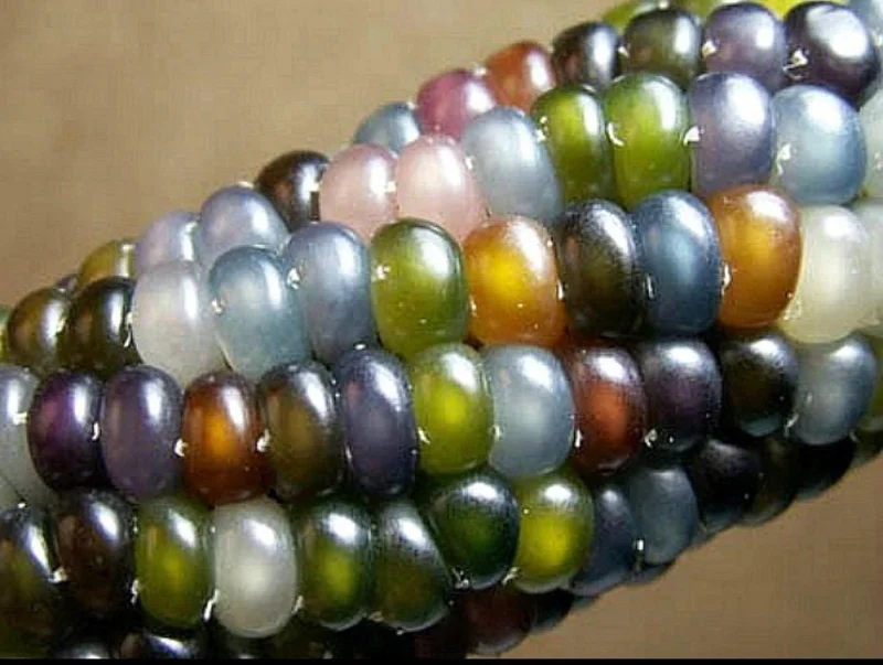 Heirloom Glass Gem Corn Seeds - 50 Count - Rainbow Edible Popcorn & Flour - Image 4